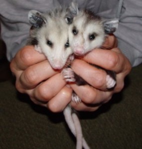 Let's give the Band a Hand!  or two