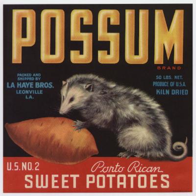 YAMS possum