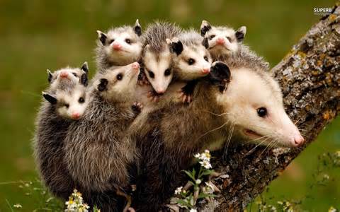 possum family awkward!